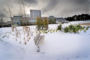 The DVLA building with the grounds covered in snow