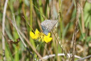 a butterfly sitting on a yellow flower in the grass