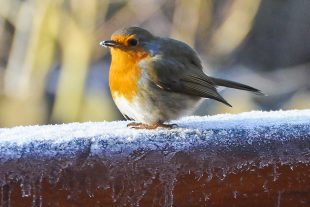 A robin red breast perched on an ice covered wall