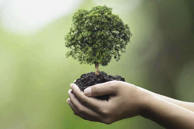 Young person holding a small tree