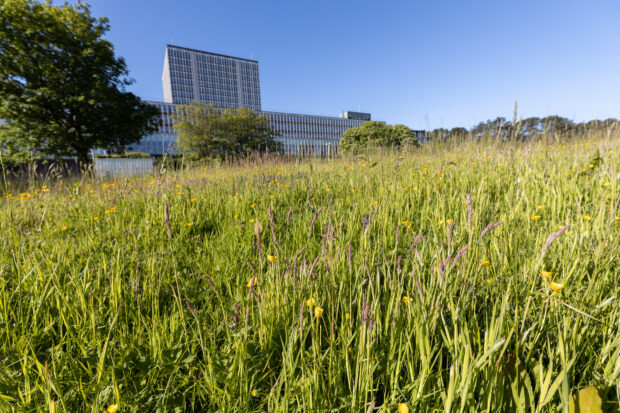 Wildflower meadow with DVLA building in the background.