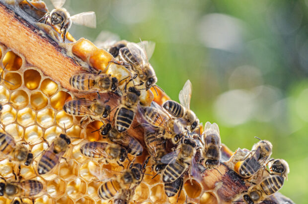 Bees on honeycomb,